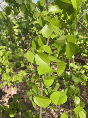 Malpighia emarginata