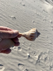 Sinistrofulgur pulleyi