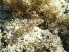 Halichoeres nebulosus