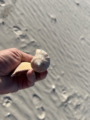 Sinistrofulgur pulleyi