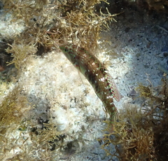 Halichoeres nebulosus