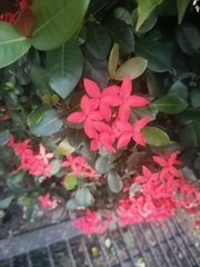 Ixora