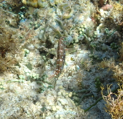 Halichoeres nebulosus