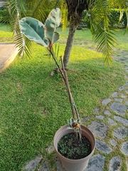 Graptophyllum pictum