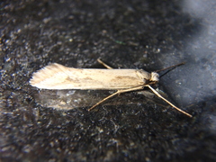 Deuterotinea casanella