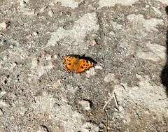 Nymphalis xanthomelas