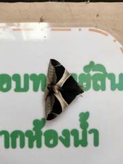 Bastilla crameri