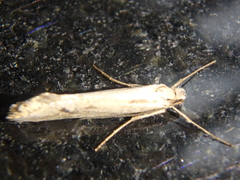 Deuterotinea casanella