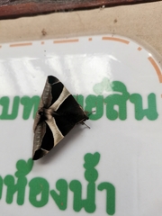 Bastilla crameri