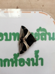 Bastilla crameri