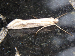 Deuterotinea casanella