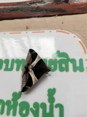 Bastilla crameri