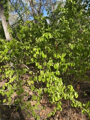 Malpighia emarginata