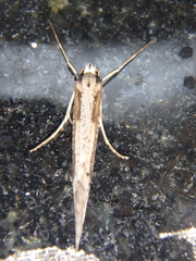 Deuterotinea casanella