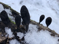 Xylaria polymorpha
