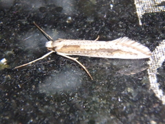 Deuterotinea casanella