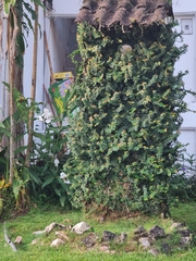 Wikstroemia uva-ursi