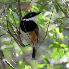 Batis capensis capensis