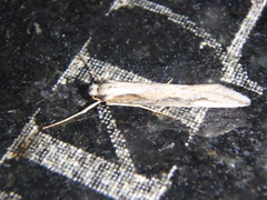 Deuterotinea casanella