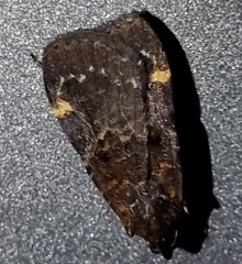 Hydrillodes funestalis