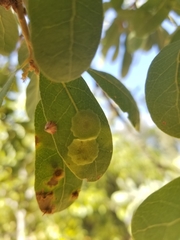 Andricus pattersonae