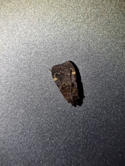 Hydrillodes funestalis