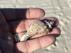 Stramonita canaliculata