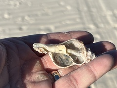 Stramonita canaliculata