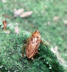 Ectobius vittiventris