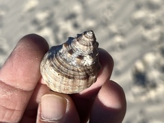 Stramonita canaliculata