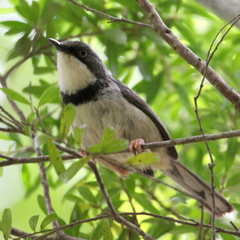 Apalis thoracica claudei