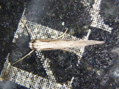 Deuterotinea casanella