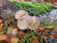 Oudemansiella mucida