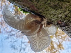 Oudemansiella mucida