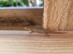 Sphaerodactylus clenchi