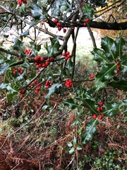 Ilex aquifolium