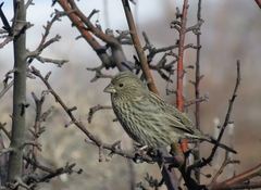 Carpodacus rhodochlamys