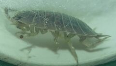Porcellio dilatatus