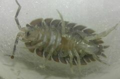 Porcellio dilatatus