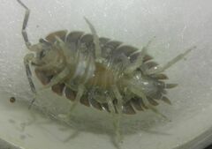Porcellio dilatatus