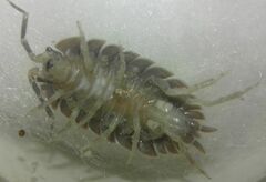 Porcellio dilatatus