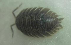 Porcellio dilatatus