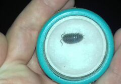 Porcellio dilatatus