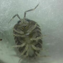Porcellio dilatatus