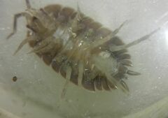 Porcellio dilatatus