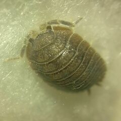 Porcellio dilatatus