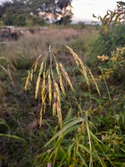 Sorghum