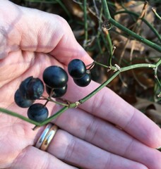 Smilax rotundifolia