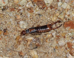 Labidura truncata