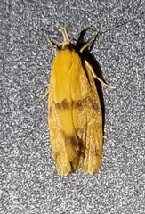 Stathmopoda auriferella